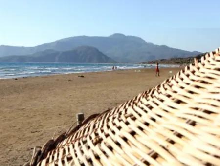 Iztuzu Turtle Beach Tour