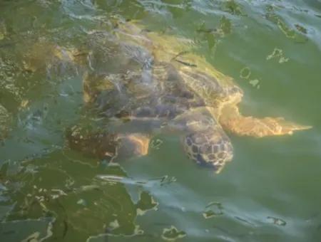 Dalyan Caretta Caretta Boat Tour